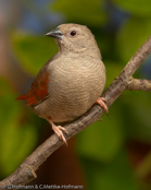 Crimson-winged Pytilia, Aurora, Auroraastrild, (Pytilia phoenicoptera), Red-winged Pytilia, astrild rudokřídlý, Auroraastrild, Pinzón Aurora, punasiipipeippo, Beaumarquet aurore, Astro aurora, binansuzume, ビナンスズメ, Aurora-astrild, melba czerwonoskrzydla, Краснокрылая питилия, pytília cervenokrídla