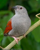 Crimson-winged Pytilia, Aurora, Auroraastrild, (Pytilia phoenicoptera), Red-winged Pytilia, astrild rudokřídlý, Auroraastrild, Pinzón Aurora, punasiipipeippo, Beaumarquet aurore, Astro aurora, binansuzume, ビナンスズメ, Aurora-astrild, melba czerwonoskrzydla, Краснокрылая питилия, pytília cervenokrídla