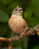 Cut-throat Finch, Degolado , Bandamadine,  (Amadina f. fasciata), amadina páskovaná,   Båndfinke,  Capuchino de Garganta Cortada,  viiltopeippo,  Amadine cou-coupé,  Amadina golatagliata,  ikkouchou, イッコウチョウ, Bandvink, amadyna obrozna,  Degolado, Красногорлая амадина, amadina pásikavá