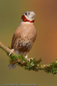 Cut-throat Finch, Degolado , Bandamadine,  (Amadina f. fasciata), amadina páskovaná,   Båndfinke,  Capuchino de Garganta Cortada,  viiltopeippo,  Amadine cou-coupé,  Amadina golatagliata,  ikkouchou, イッコウチョウ, Bandvink, amadyna obrozna,  Degolado, Красногорлая амадина, amadina pásikavá