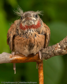 Cut-throat Finch, Degolado , Bandamadine,  (Amadina f. fasciata), amadina páskovaná,   Båndfinke,  Capuchino de Garganta Cortada,  viiltopeippo,  Amadine cou-coupé,  Amadina golatagliata,  ikkouchou, イッコウチョウ, Bandvink, amadyna obrozna,  Degolado, Красногорлая амадина, amadina pásikavá