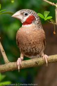 Cut-throat Finch, Degolado , Bandamadine,  (Amadina f. fasciata), amadina páskovaná,   Båndfinke,  Capuchino de Garganta Cortada,  viiltopeippo,  Amadine cou-coupé,  Amadina golatagliata,  ikkouchou, イッコウチョウ, Bandvink, amadyna obrozna,  Degolado, Красногорлая амадина, amadina pásikavá