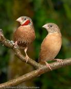 Cut-throat Finch, Degolado , Bandamadine,  (Amadina f. fasciata), amadina páskovaná,   Båndfinke,  Capuchino de Garganta Cortada,  viiltopeippo,  Amadine cou-coupé,  Amadina golatagliata,  ikkouchou, イッコウチョウ, Bandvink, amadyna obrozna,  Degolado, Красногорлая амадина, amadina pásikavá