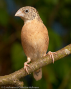 Cut-throat Finch, Degolado , Bandamadine,  (Amadina f. fasciata), amadina páskovaná,   Båndfinke,  Capuchino de Garganta Cortada,  viiltopeippo,  Amadine cou-coupé,  Amadina golatagliata,  ikkouchou, イッコウチョウ, Bandvink, amadyna obrozna,  Degolado, Красногорлая амадина, amadina pásikavá