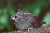 Dyboski's Twinspot, Dybowski Tropfenastrild, (Euschistospiza dybowskii), vločkovník rudohřbetý, Dybowskidråbeastrild, Pinzón Dos Puntos de Dybowski, harmaatäpläpeippo, Sénégali à ventre noir, Amaranto di Dybowski, haiiroararechou, ハイイロアラレチョウ, Dybowski-astrild, kroplik Dybowskiego, vlockovník cervenochrbtý