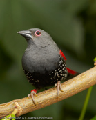 Dyboski's Twinspot, Dybowski Tropfenastrild, (Euschistospiza dybowskii), vločkovník rudohřbetý, Dybowskidråbeastrild, Pinzón Dos Puntos de Dybowski, harmaatäpläpeippo, Sénégali à ventre noir, Amaranto di Dybowski, haiiroararechou, ハイイロアラレチョウ, Dybowski-astrild, kroplik Dybowskiego, vlockovník cervenochrbtý