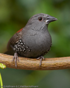 Dyboski's Twinspot, Dybowski Tropfenastrild, (Euschistospiza dybowskii), vločkovník rudohřbetý, Dybowskidråbeastrild, Pinzón Dos Puntos de Dybowski, harmaatäpläpeippo, Sénégali à ventre noir, Amaranto di Dybowski, haiiroararechou, ハイイロアラレチョウ, Dybowski-astrild, kroplik Dybowskiego, vlockovník cervenochrbtý