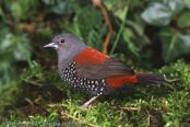 Dyboski's Twinspot, Dybowski Tropfenastrild, (Euschistospiza dybowskii), vločkovník rudohřbetý, Dybowskidråbeastrild, Pinzón Dos Puntos de Dybowski, harmaatäpläpeippo, Sénégali à ventre noir, Amaranto di Dybowski, haiiroararechou, ハイイロアラレチョウ, Dybowski-astrild, kroplik Dybowskiego, vlockovník cervenochrbtý