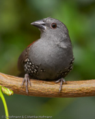 Dyboski's Twinspot, Dybowski Tropfenastrild, (Euschistospiza dybowskii), vločkovník rudohřbetý, Dybowskidråbeastrild, Pinzón Dos Puntos de Dybowski, harmaatäpläpeippo, Sénégali à ventre noir, Amaranto di Dybowski, haiiroararechou, ハイイロアラレチョウ, Dybowski-astrild, kroplik Dybowskiego, vlockovník cervenochrbtý