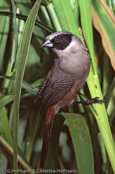 Black-cheeked Waxbill, Feenastrild, (Estrilda charmosyna), Abyssinian Red-rumped Waxbill,astrild běločelý, Feastrild, Astrild de Vientre Rosado,   akaasiavahanokka, Astrild des fées, Astrilde ventrerosato, koshiakakaedechou,   コシアカカエデチョウ, Feeünastrild, astryld rózany, astrilda ciernolíca Charmosyna Waxbill, Loita Red-rumped Waxbill, Pink-bellied Black-cheeked Waxbill, Pink-bellied Waxbill, Red rumped Waxbill, Red-rumped Waxbill