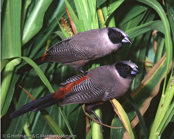 Black-cheeked Waxbill, Feenastrild, (Estrilda charmosyna), Abyssinian Red-rumped Waxbill,astrild běločelý, Feastrild, Astrild de Vientre Rosado,   akaasiavahanokka, Astrild des fées, Astrilde ventrerosato, koshiakakaedechou,   コシアカカエデチョウ, Feeünastrild, astryld rózany, astrilda ciernolíca Charmosyna Waxbill, Loita Red-rumped Waxbill, Pink-bellied Black-cheeked Waxbill, Pink-bellied Waxbill, Red rumped Waxbill, Red-rumped Waxbill

Black-cheeked Waxbill, Bico-de-lacre-faces-pretas, Elfenastrild, (Estrilda erythronotos),astrild rudobřichý, Alfeastrild, Astrild de Mejillas Negras,  naamiovahanokka, Astrild à moustaches, Astrilde guancenere, hoogurokaedechou,   ホオグロカエデチョウ, astryld czarnolicy, astrilda cervenobruchá