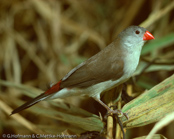 Fawn-breasted Waxbill, Bico de lacre cabeca cinzenta, Sumpfastrild, (Estrilda paludicola),  Astrild Pecho de Abanico,  Astrild à poitrine fauve,  Astrilde pettocastano, astryld bagienny