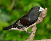 Fernando Po Mannikin, Freirinha bicolor, Gitterfügelelsterchen,  (Speremestes bicolor poensis), (Lonchura  bicolor poensis),  Fernando Po Munia, Gittervinget Skadefinke,   Capucin à ailes tachetées,   mniszka czarno-biala