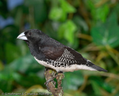 Fernando Po Mannikin, Freirinha bicolor, Gitterfügelelsterchen,  (Speremestes bicolor poensis), (Lonchura  bicolor poensis),  Fernando Po Munia, Gittervinget Skadefinke,   Capucin à ailes tachetées,   mniszka czarno-biala