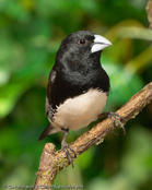 Fernando Po Mannikin, Freirinha bicolor, Gitterfügelelsterchen,  (Speremestes bicolor poensis), (Lonchura  bicolor poensis),  Fernando Po Munia, Gittervinget Skadefinke,   Capucin à ailes tachetées,   mniszka czarno-biala