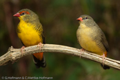 Goldbreast, Ventre-Laranja, Goldbrüstchen, (Amandava s. clarkei),  Bico-de-lacre-peito-laranja, zlatoprska malá, Guldbrystet Astrild, Bengalí Cebra, kultatiikeripeippo,Bengali zébré, Bengalino pettodorato, shimabenisuzume,  シマベニスズメ,  Goudbuikje, bengalik zlotobrzuchy,  amandava zlatoprska,  Guldbröstad astrild