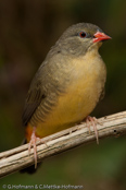 Goldbreast, Ventre-Laranja, Goldbrüstchen, (Amandava s. clarkei),  Bico-de-lacre-peito-laranja, zlatoprska malá, Guldbrystet Astrild, Bengalí Cebra, kultatiikeripeippo,Bengali zébré, Bengalino pettodorato, shimabenisuzume,  シマベニスズメ,  Goudbuikje, bengalik zlotobrzuchy,  amandava zlatoprska,  Guldbröstad astrild