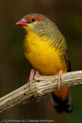 Goldbreast, Ventre-Laranja, Goldbrüstchen, (Amandava s. clarkei),  Bico-de-lacre-peito-laranja, zlatoprska malá, Guldbrystet Astrild, Bengalí Cebra, kultatiikeripeippo,Bengali zébré, Bengalino pettodorato, shimabenisuzume,  シマベニスズメ,  Goudbuikje, bengalik zlotobrzuchy,  amandava zlatoprska,  Guldbröstad astrild