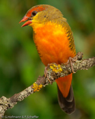 Goldbreast, Ventre-Laranja, Goldbrüstchen, (Amandava s. subflava),  Bico-de-lacre-peito-laranja, zlatoprska malá, Guldbrystet Astrild, Bengalí Cebra, kultatiikeripeippo,Bengali zébré, Bengalino pettodorato, shimabenisuzume,  シマベニスズメ,  Goudbuikje, bengalik zlotobrzuchy,  amandava zlatoprska,  Guldbröstad astrild