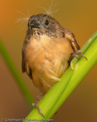 Goldbreast, Ventre-Laranja, Goldbrüstchen, (Amandava s. subflava),  Bico-de-lacre-peito-laranja, zlatoprska malá, Guldbrystet Astrild, Bengalí Cebra, kultatiikeripeippo,Bengali zébré, Bengalino pettodorato, shimabenisuzume,  シマベニスズメ,  Goudbuikje, bengalik zlotobrzuchy,  amandava zlatoprska,  Guldbröstad astrild