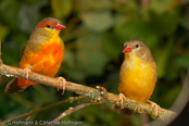 Goldbreast, Ventre-Laranja, Goldbrüstchen, (Amandava s. subflava),  Bico-de-lacre-peito-laranja, zlatoprska malá, Guldbrystet Astrild, Bengalí Cebra, kultatiikeripeippo,Bengali zébré, Bengalino pettodorato, shimabenisuzume,  シマベニスズメ,  Goudbuikje, bengalik zlotobrzuchy,  amandava zlatoprska,  Guldbröstad astrild