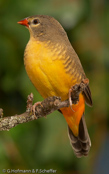 Goldbreast, Ventre-Laranja, Goldbrüstchen, (Amandava s. subflava),  Bico-de-lacre-peito-laranja, zlatoprska malá, Guldbrystet Astrild, Bengalí Cebra, kultatiikeripeippo,Bengali zébré, Bengalino pettodorato, shimabenisuzume,  シマベニスズメ,  Goudbuikje, bengalik zlotobrzuchy,  amandava zlatoprska,  Guldbröstad astrild