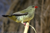 Green Avadavat, Bengalim Verde, Olivastrild, (Amandava formosa), tygříček olivový,   Olivengrøn Astrild, Bengalí Verde, vihertiikeripeippo, Bengali vert,  Bengalino verde, midorisuzume, シマキンカ, Olijfastrild,  bengalik oliwkowy, amandava olivová