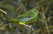 Green Avadavat, Bengalim Verde, Olivastrild, (Amandava formosa), tygříček olivový,   Olivengrøn Astrild, Bengalí Verde, vihertiikeripeippo, Bengali vert,  Bengalino verde, midorisuzume, シマキンカ, Olijfastrild,  bengalik oliwkowy, amandava olivová