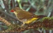 Green Avadavat, Bengalim Verde, Olivastrild, (Amandava formosa), tygříček olivový,   Olivengrøn Astrild, Bengalí Verde, vihertiikeripeippo, Bengali vert,  Bengalino verde, midorisuzume, シマキンカ, Olijfastrild,  bengalik oliwkowy, amandava olivová