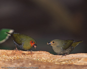 Green Twinspot, Pintadinho-verde, Gruener Tropfenastrild, ( Mandingoa n.nitidula), Green-backed,   Pinzón Dos Puntos de Lomo Verde,   Sénégali vert, Mandingo bimaculato