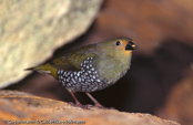 Green Twinspot, Pintadinho-verde, Gruener Tropfenastrild, ( Mandingoa n.nitidula), Green-backed,   Pinzón Dos Puntos de Lomo Verde,   Sénégali vert, Mandingo bimaculato