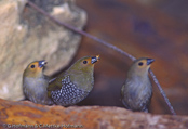 Green Twinspot, Pintadinho-verde, Gruener Tropfenastrild, ( Mandingoa n.nitidula), Green-backed,   Pinzón Dos Puntos de Lomo Verde,   Sénégali vert, Mandingo bimaculato