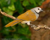 Grey Olive-back, Weisswangenastrild, (Nesocharis capistrata), oliváček běločelý, Gråhovedet Mejseastrild,  Pinzón Lomiverde de Cabeza Gris,   mustakurkkupeippo, Dos-vert à joues blanches, Dorso oliva testagrigia,   hoojiroori-bukimpara, ホオジロオリアブキンパラ, Witwang-astrild, obrozniczka bialolica, olivácik bielocelý