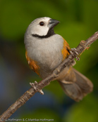 Grey Olive-back, Weisswangenastrild, (Nesocharis capistrata), oliváček běločelý, Gråhovedet Mejseastrild,  Pinzón Lomiverde de Cabeza Gris,   mustakurkkupeippo, Dos-vert à joues blanches, Dorso oliva testagrigia,   hoojiroori-bukimpara, ホオジロオリアブキンパラ, Witwang-astrild, obrozniczka bialolica, olivácik bielocelý