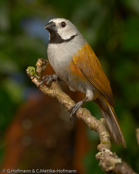 Grey Olive-back, Weisswangenastrild, (Nesocharis capistrata), oliváček běločelý, Gråhovedet Mejseastrild,  Pinzón Lomiverde de Cabeza Gris,   mustakurkkupeippo, Dos-vert à joues blanches, Dorso oliva testagrigia,   hoojiroori-bukimpara, ホオジロオリアブキンパラ, Witwang-astrild, obrozniczka bialolica, olivácik bielocelý