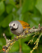 Grey Olive-back, Weisswangenastrild, (Nesocharis capistrata), oliváček běločelý, Gråhovedet Mejseastrild,  Pinzón Lomiverde de Cabeza Gris,   mustakurkkupeippo, Dos-vert à joues blanches, Dorso oliva testagrigia,   hoojiroori-bukimpara, ホオジロオリアブキンパラ, Witwang-astrild, obrozniczka bialolica, olivácik bielocelý