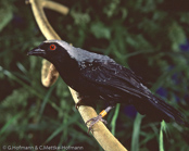 Grey-headed Negrofinch, pinzón negro de cabeza gris, Graunackenschwärzling, (Nigrita canicapilla), Grey-headed Negro Finch,  černoušek šedohřbetý, Skovastrild, pinzón negro de cabeza gris, isonokipeippo, Nigrette à calotte grise, Nigrita corona grigia, shirohoshikurokimpara,   シロボウシクロキンパラ, Grijskop-negervink, pinzón negro de cabeza gris, nigrita czarnoczelna, cernácik sivochrbtý