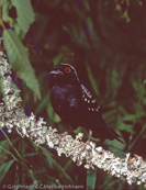 Grey-headed Negrofinch, pinzón negro de cabeza gris, Graunackenschwärzling, (Nigrita canicapilla), Grey-headed Negro Finch,  černoušek šedohřbetý, Skovastrild, pinzón negro de cabeza gris, isonokipeippo, Nigrette à calotte grise, Nigrita corona grigia, shirohoshikurokimpara,   シロボウシクロキンパラ, Grijskop-negervink, pinzón negro de cabeza gris, nigrita czarnoczelna, cernácik sivochrbtý