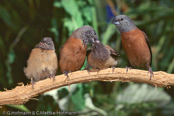 Grey-headed Silverbill, Bico-de-chumbo-de-cabeça-cinzenta, Perlhalsamadine,   (Lonchura griseicapilla),(Odonotospiza caniceps), amadina perlolící,  Perlehalsamadine, Capuchino de Cabeza Gris, huppuhopeanokka, Capucin à tête grise, Becco d'argento testagrigia, okinachou, オキナチョウ,  Parelhaslamadine, srebrnodziobek szaroglowy, mníška perlolíca