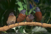 Grey-headed Silverbill, Bico-de-chumbo-de-cabeça-cinzenta, Perlhalsamadine,   (Lonchura griseicapilla),(Odonotospiza caniceps), amadina perlolící,  Perlehalsamadine, Capuchino de Cabeza Gris, huppuhopeanokka, Capucin à tête grise, Becco d'argento testagrigia, okinachou, オキナチョウ,  Parelhaslamadine, srebrnodziobek szaroglowy, mníška perlolíca