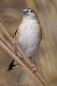 Indian Silverbill, Manon- indiano,, Malabarfasänchen,   (Euodice malabarica), (Lonchura malabarica),  White-throated Munia, stříbrozobka malabarská, Afrikansk Sølvnæb, Capuchino Gorjeador, idänhopeanokka,  Capucin bec-de-plomb,  Söngstrildi,  Becco d'argento indiano,  afurikaginbashi,  アフリカギンバシ, Loodbekje, srebrnodziobek, afrykanski, Амадина серебряноклювая, mníška striebrozobka, Afrikansk silvernäbb