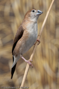 Indian Silverbill, Manon- indiano,, Malabarfasänchen,   (Euodice malabarica), (Lonchura malabarica),  White-throated Munia, stříbrozobka malabarská, Afrikansk Sølvnæb, Capuchino Gorjeador, idänhopeanokka,  Capucin bec-de-plomb,  Söngstrildi,  Becco d'argento indiano,  afurikaginbashi,  アフリカギンバシ, Loodbekje, srebrnodziobek, afrykanski, Амадина серебряноклювая, mníška striebrozobka, Afrikansk silvernäbb