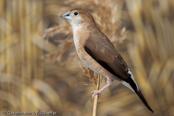 Indian Silverbill, Manon- indiano,, Malabarfasänchen,   (Euodice malabarica), (Lonchura malabarica),  White-throated Munia, stříbrozobka malabarská, Afrikansk Sølvnæb, Capuchino Gorjeador, idänhopeanokka,  Capucin bec-de-plomb,  Söngstrildi,  Becco d'argento indiano,  afurikaginbashi,  アフリカギンバシ, Loodbekje, srebrnodziobek, afrykanski, Амадина серебряноклювая, mníška striebrozobka, Afrikansk silvernäbb