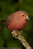 Jameson's Firefinch,  Peito-de-fogo de Jameson, Rosenamarant, (Lagonosticta rhodopareia jamesoni), Jamesons Amarant, amarant růžový, Chadamarant, Pinzón Candela de Reichenow,  malinruusupeippo, Amarante de Jameson,  Amaranto di Reichenow, hashijirokougyokuchou,   ハシジロコウギョクチョウ, amarantka skromna, Granadeiro de Jameson, amarant ružový,