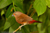 Jameson's Firefinch,  Peito-de-fogo de Jameson, Rosenamarant, (Lagonosticta rhodopareia jamesoni), Jamesons Amarant, amarant růžový, Chadamarant, Pinzón Candela de Reichenow,  malinruusupeippo, Amarante de Jameson,  Amaranto di Reichenow, hashijirokougyokuchou,   ハシジロコウギョクチョウ, amarantka skromna, Granadeiro de Jameson, amarant ružový,