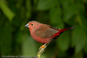 Jameson's Firefinch,  Peito-de-fogo de Jameson, Rosenamarant, (Lagonosticta rhodopareia jamesoni), Jamesons Amarant, amarant růžový, Chadamarant, Pinzón Candela de Reichenow,  malinruusupeippo, Amarante de Jameson,  Amaranto di Reichenow, hashijirokougyokuchou,   ハシジロコウギョクチョウ, amarantka skromna, Granadeiro de Jameson, amarant ružový,