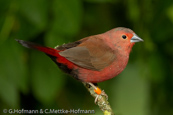 Jameson's Firefinch,  Peito-de-fogo de Jameson, Rosenamarant, (Lagonosticta rhodopareia jamesoni), Jamesons Amarant, amarant růžový, Chadamarant, Pinzón Candela de Reichenow,  malinruusupeippo, Amarante de Jameson,  Amaranto di Reichenow, hashijirokougyokuchou,   ハシジロコウギョクチョウ, amarantka skromna, Granadeiro de Jameson, amarant ružový,