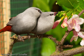 Lavender Waxbill, Rabo de viangre, Schönbürzel, (Estrilda caerulescens), Bico-de-lacre-cauda-vinagre, modroušek rudoocasý, Rødhalet Astrild, Astrild Azul, harmaavahanokka, Astrild queue-de-vinaigre, Astrilde coda di aceto,   asagirichou, アサギリチョウ, Lavendelastrild, astryld czerwonosterny,   astrilda levandulová