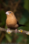 MUTATION-African Silverbill, Bico de prata,  Silberschnäbelchen, (Euodice cantans), (Lonchura cantans),  stříbrozobka zpěvná, Afrikansk Sølvnæb, Capuchino Africano, hopeanokka, Capucin bec-d'argent, Söngstrildi, Becco d'argento africano, afurikaginbashi, アフリカギンバシ, Zilverbekje, srebrnodziobek afrykanski, mníška spevavá, Afrikansk silvernäbb