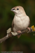 MUTATION-Indian Silverbill, Manon- indiano,, Malabarfasänchen,   (Euodice malabarica), (Lonchura malabarica),  White-throated Munia, stříbrozobka malabarská, Afrikansk Sølvnæb, Capuchino Gorjeador, idänhopeanokka,  Capucin bec-de-plomb,  Söngstrildi,  Becco d'argento indiano,  afurikaginbashi,  アフリカギンバシ, Loodbekje, srebrnodziobek, afrykanski, Амадина серебряноклювая, mníška striebrozobka, Afrikansk silvernäbb